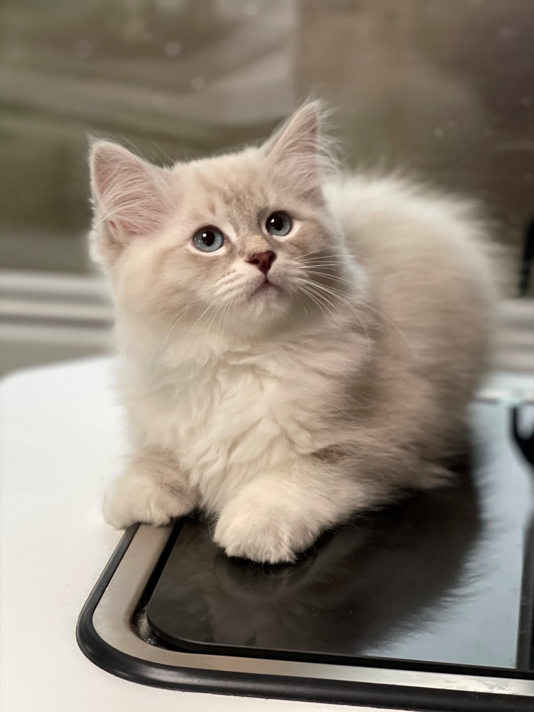 Chat sibérien cream mackerel tabby et blanc