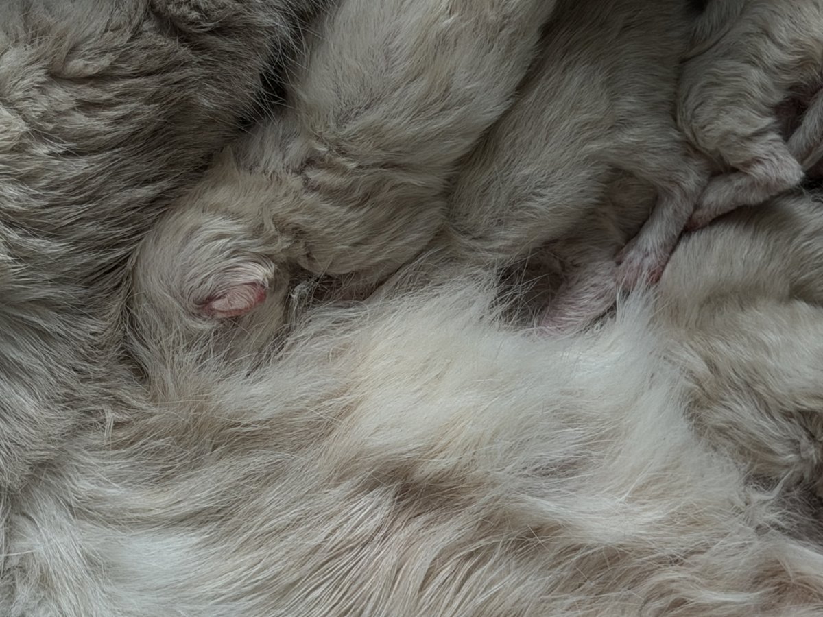 Chat sibérien, emblème du cœur de la chatterie