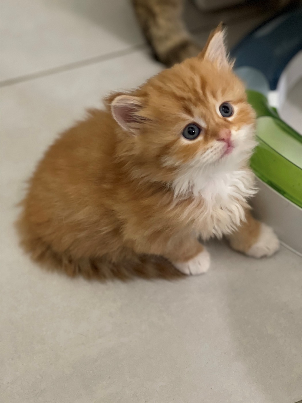 Chaton sibérien de la chatterie Ô Cœur Sibérien