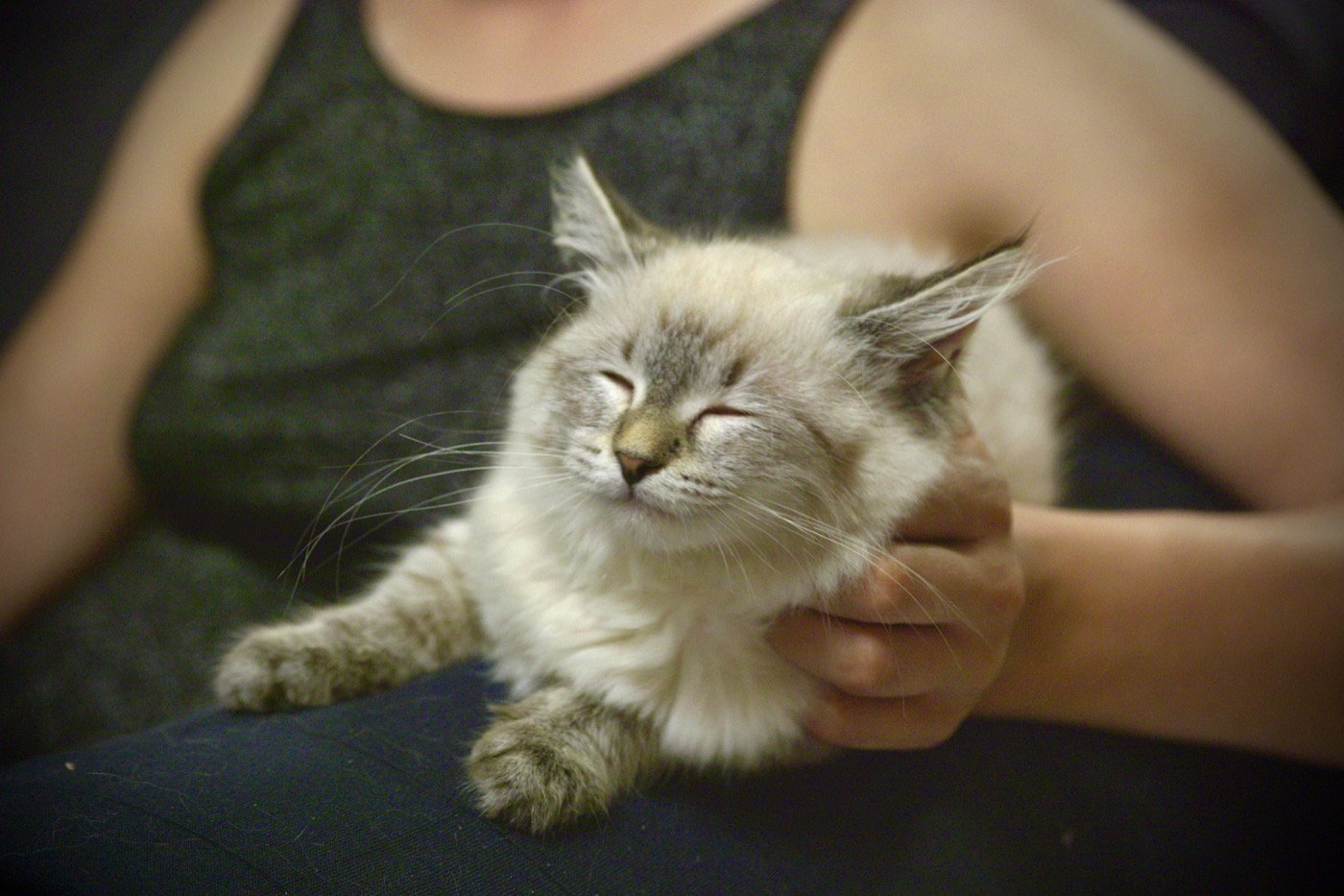 Harnais de balade pour chat