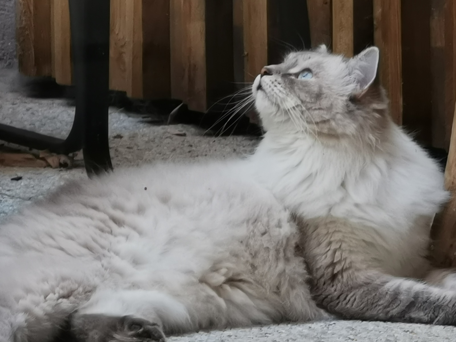 Chat sibérien Neva Masquerade blue tortie point