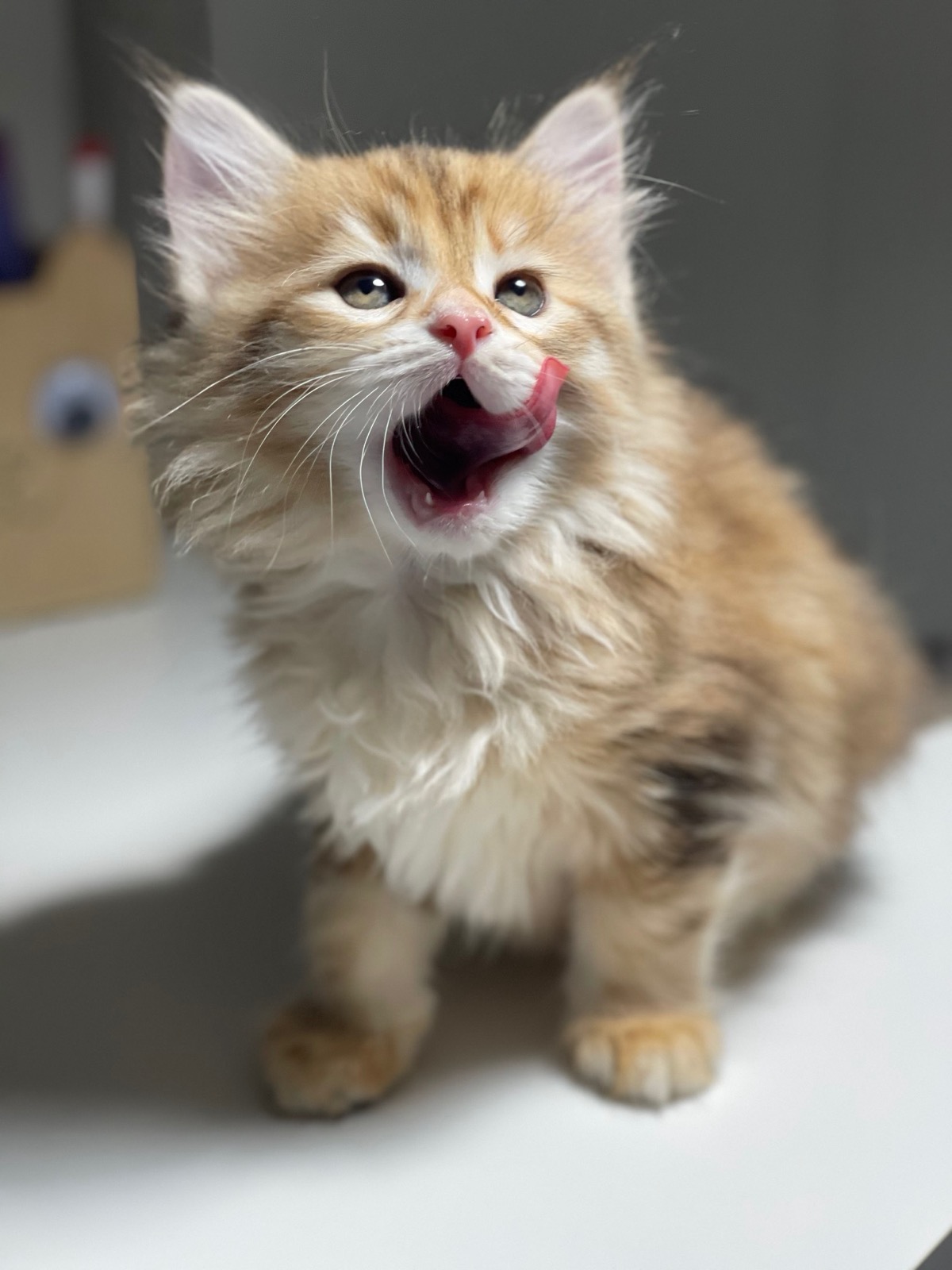 Chat sibérien blue tortie blotched tabby