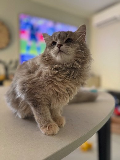 Chat sibérien devant sa gamelle