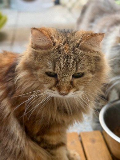 Gamelles surélevées pour chat