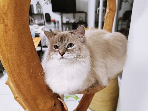 Chat sibérien brown mackerel tabby