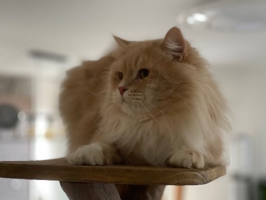 Démêloir pour chat à poil long