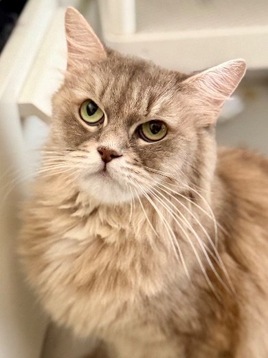 Brosse étrille pour chat sibérien