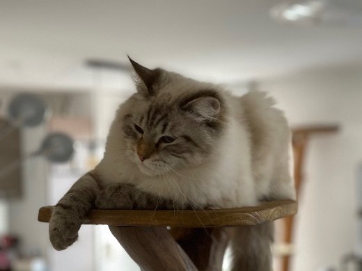Chat sibérien cream mackerel tabby et blanc