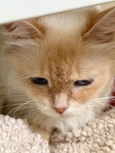 Ressorts colorés, jouet préféré de nos chatons sibériens