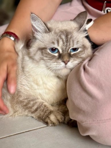 Balles pour chat
