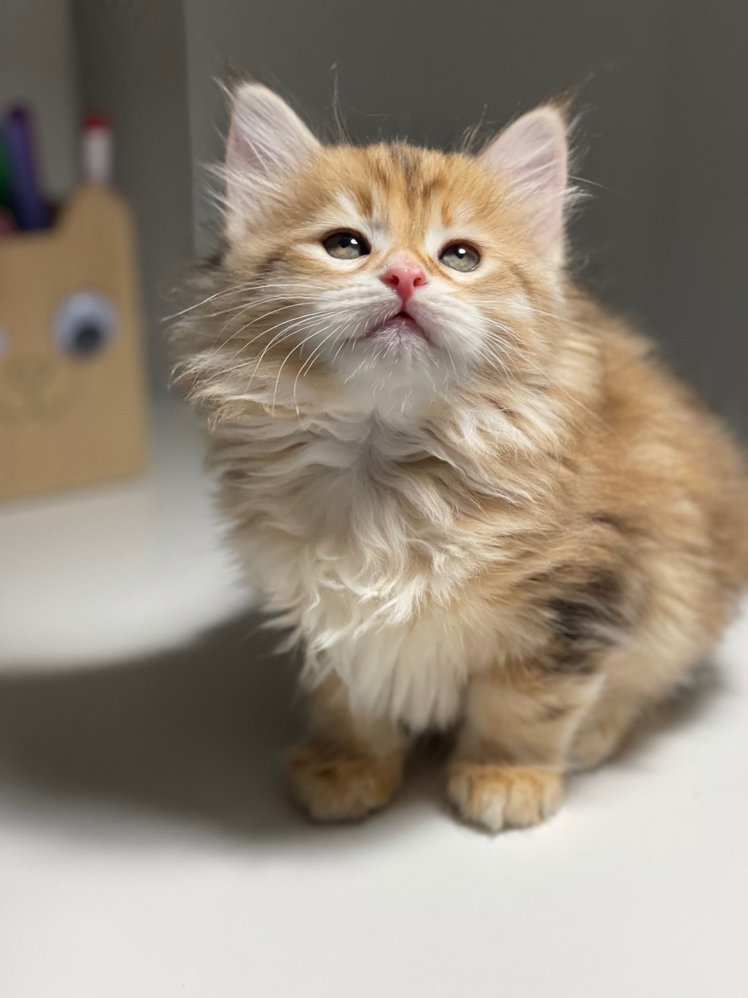 Chat sibérien au caractère doux et joueur