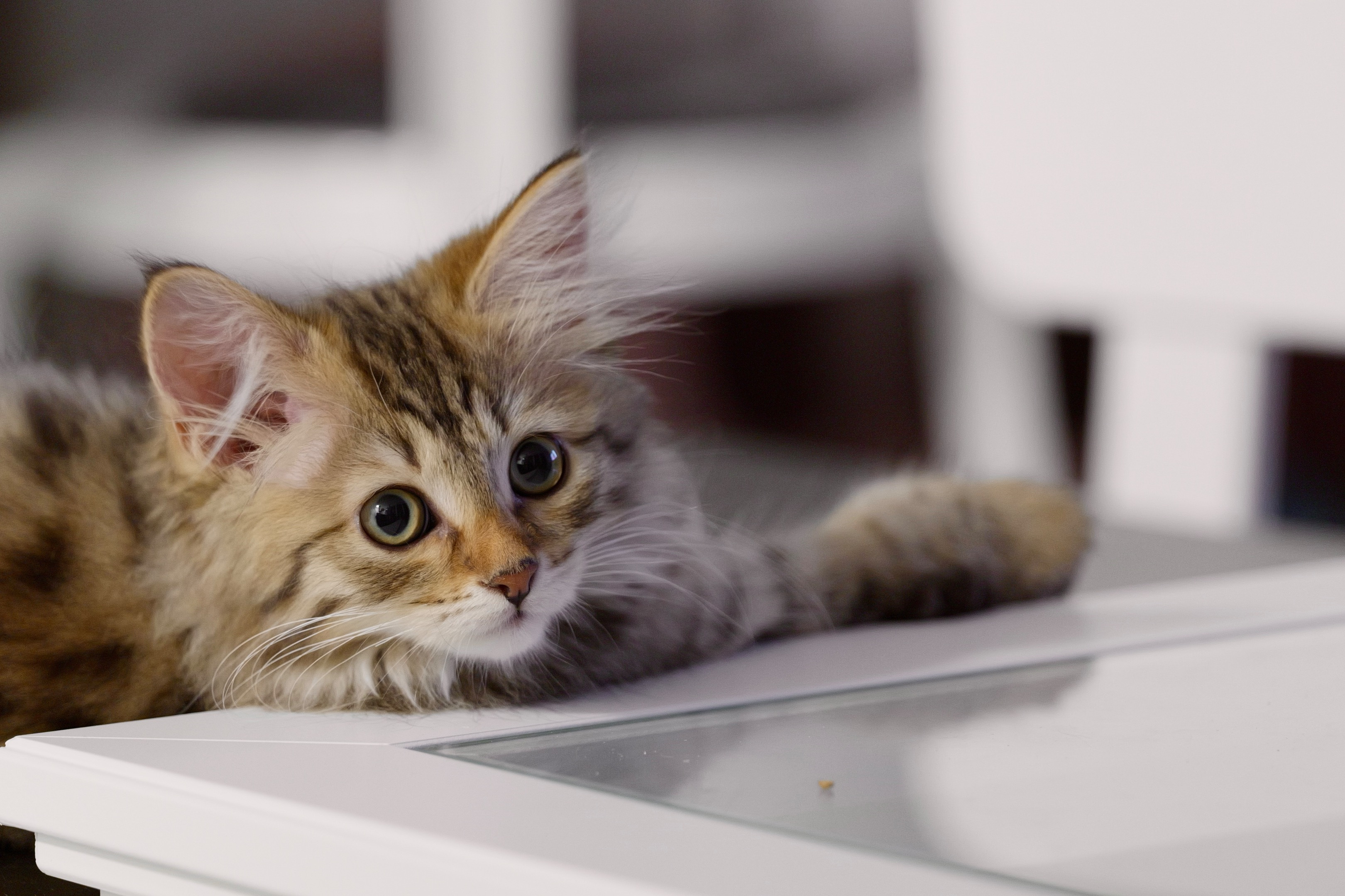 Chatons sibériens en pleine socialisation à la chatterie Ô Cœur Sibérien, Toulouse