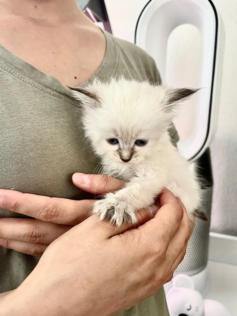 Tatiana, chaton sibérien en plein jeu à Toulouse