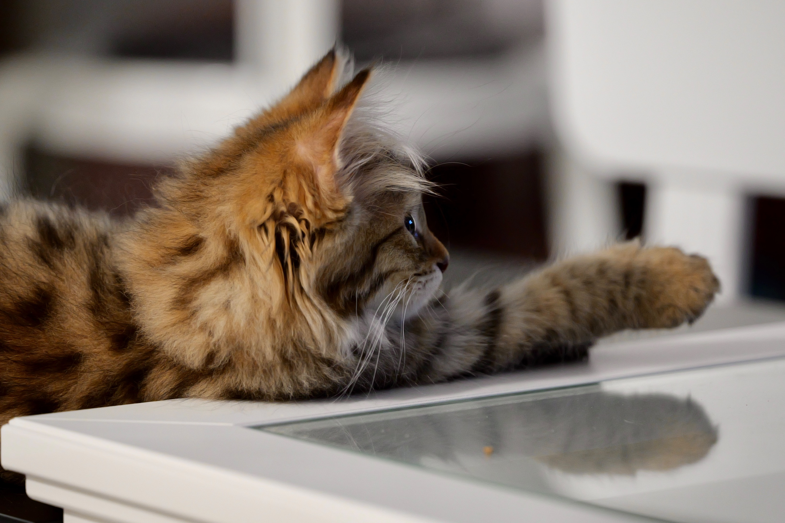 Ulysse, chat sibérien de l'élevage à Toulouse