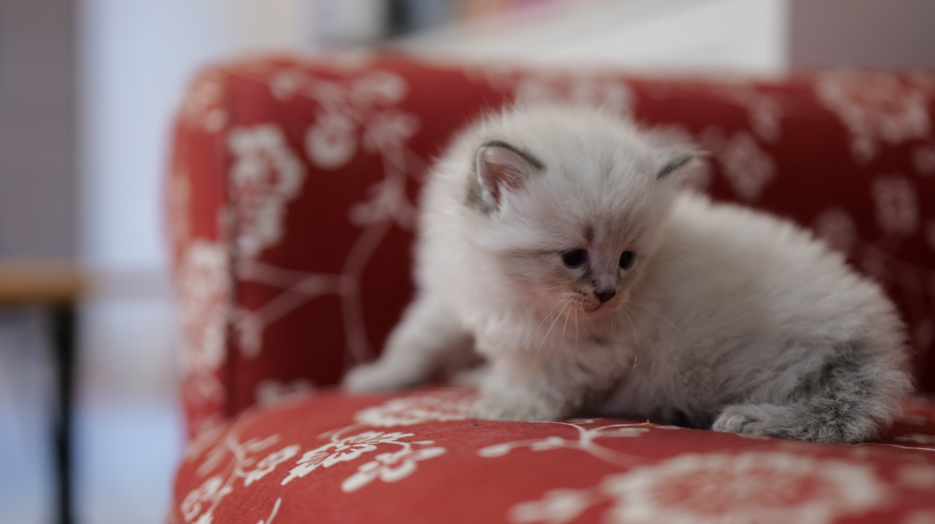 CHAT SIBERIEN O COEUR SIBERIENTOULOUSE