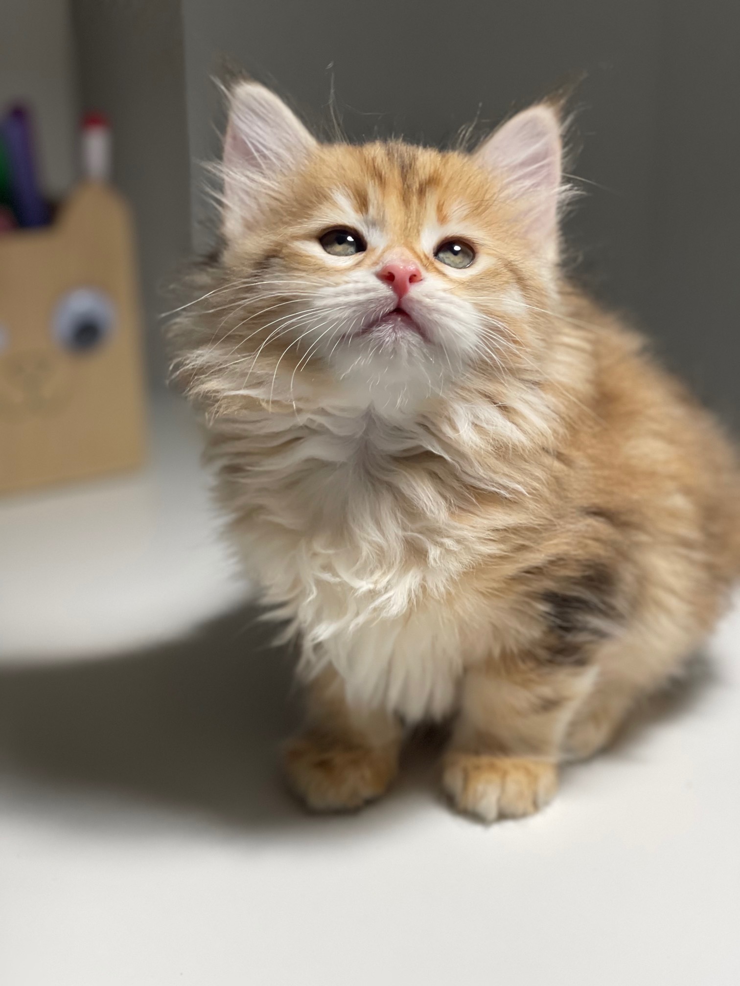 Rackya chat et chaton sibérien roux élevage Ô coeur sibérien Toulouse sunshine