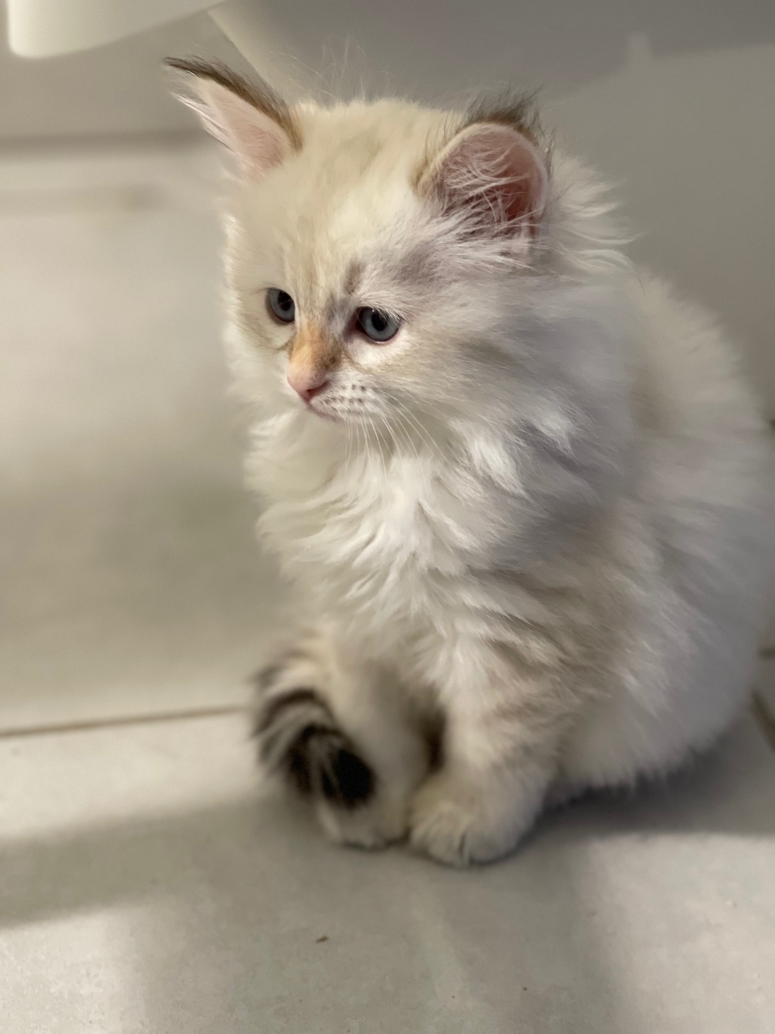 chats et chatons sibériens élevage Ô coeur sibérien Toulouse NEVA MASQRADE