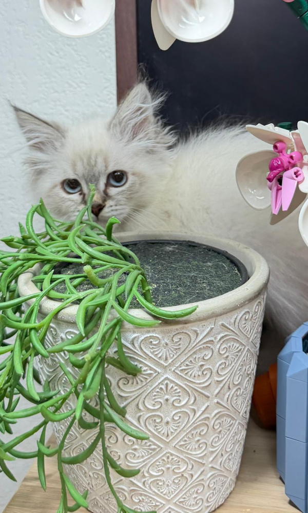 ABBY, Chatonne sibérienne femelle