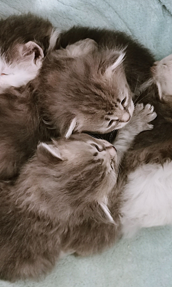 BYAM, Chatonne Sibérienne femelle neva 