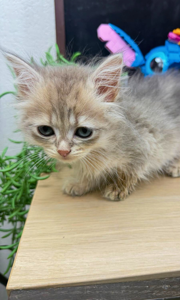 ABOU, chaton sibérien