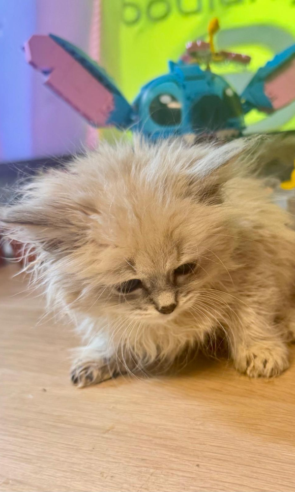 ASTUCE, Chatonne Sibérienne, femelle neva