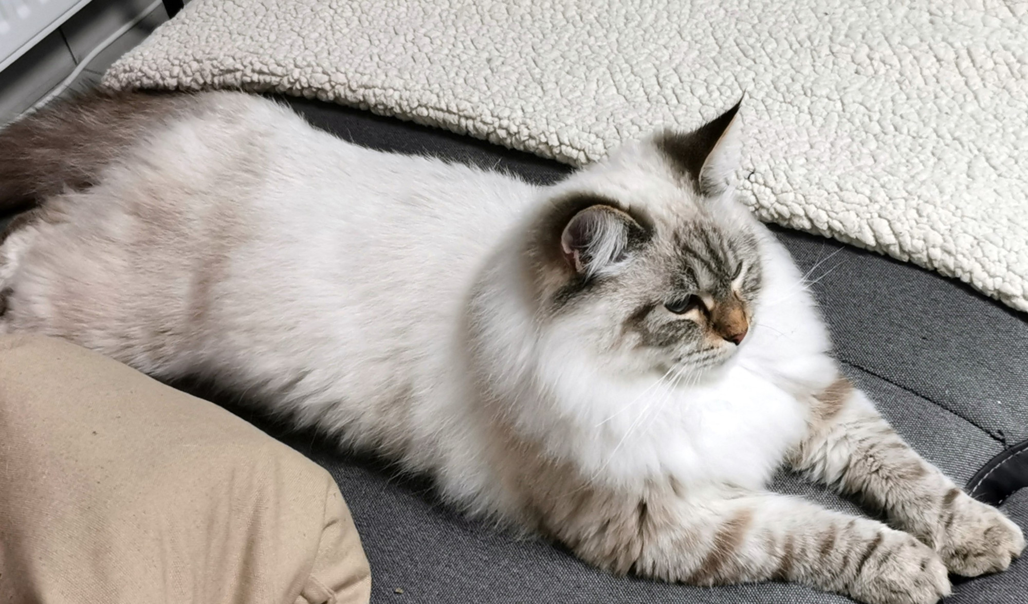 Poseidon chat mâle sibérien