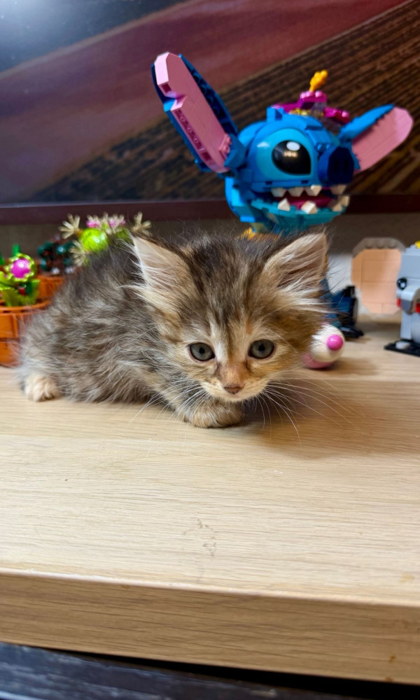 BYSA, Chatonne Sibérienne femelle brown  