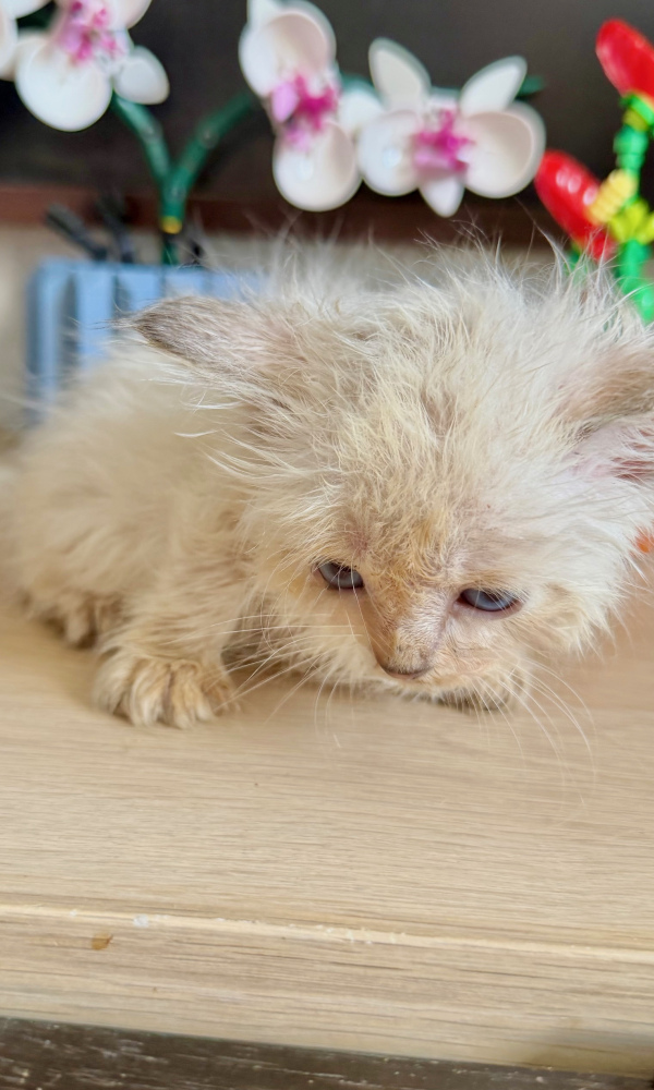 BAHI, chaton sibérien femelle (COU)