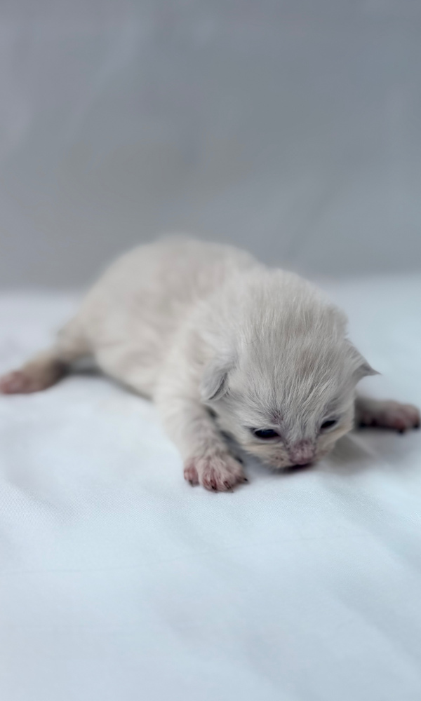 ANA ORANGE, chaton sibérien