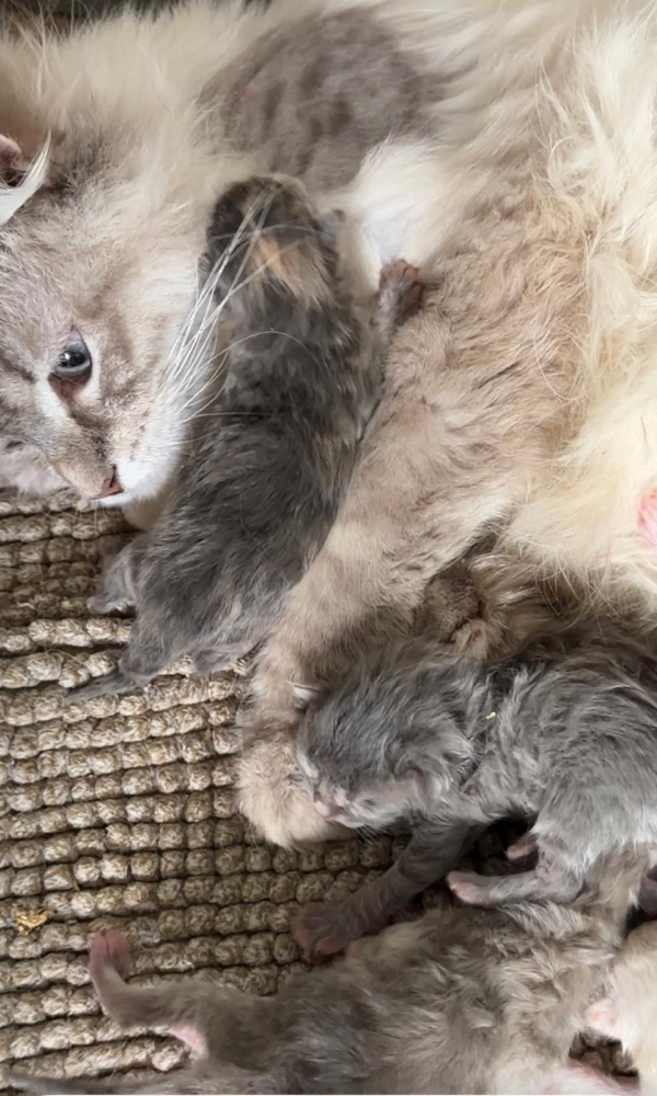 Béatrice, Chatonne Sibérienne femelle  blue tortie