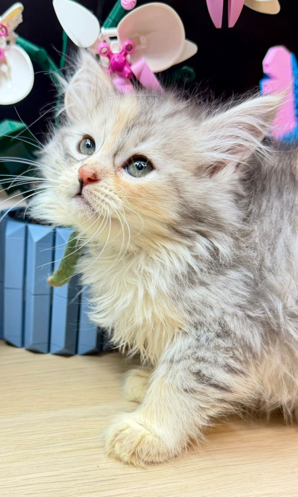 AYLA, Chatonne Sibérienne femelle