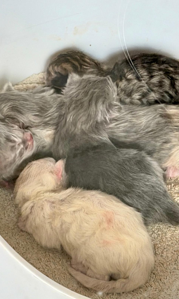 BENTO, chaton siberien mâle  blue tabby point