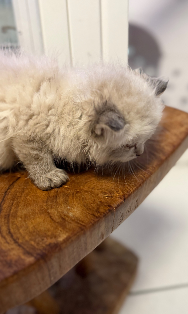 BISTOU, chaton sibérien femelle (CLE)