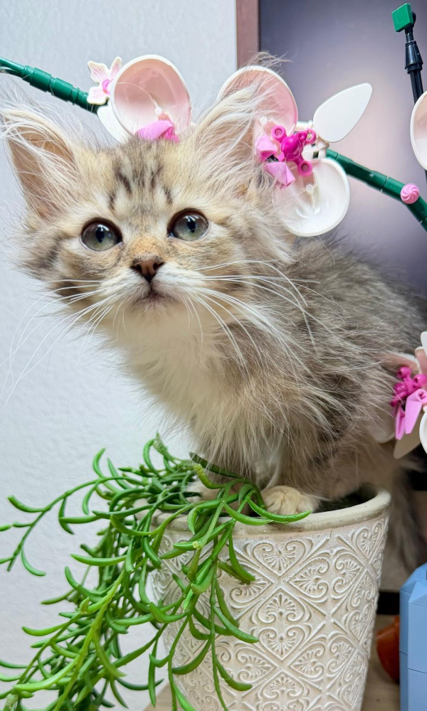 AIKO, chaton sibérien