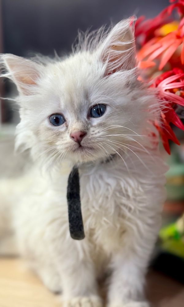 ARIEL  , chaton sibérien