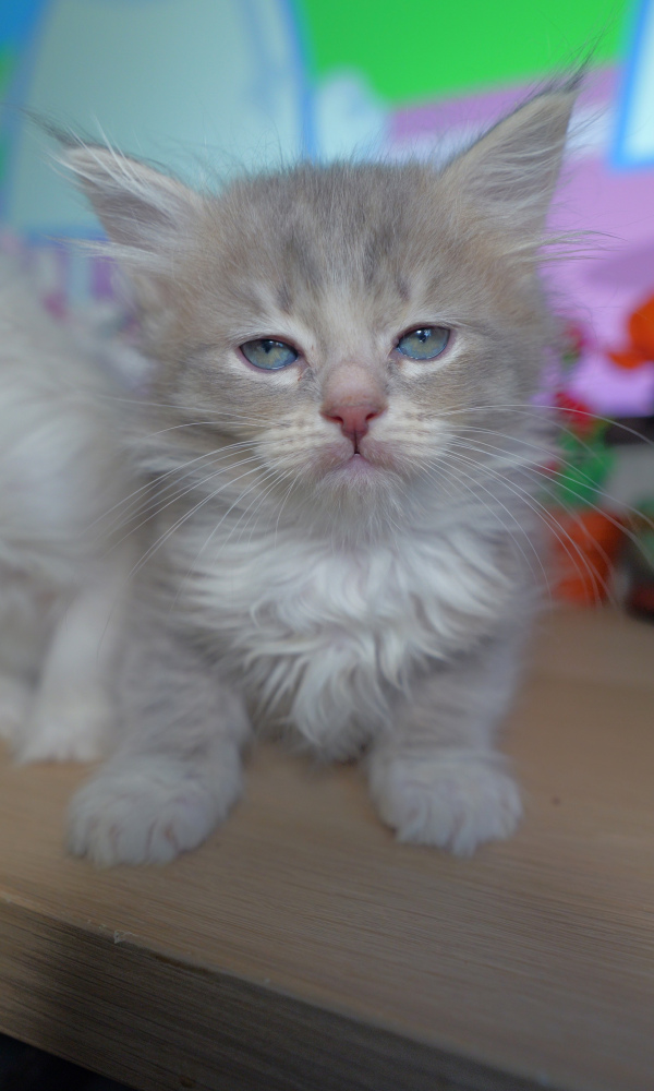 BILLY, chaton sibérien  mâle ( POI)