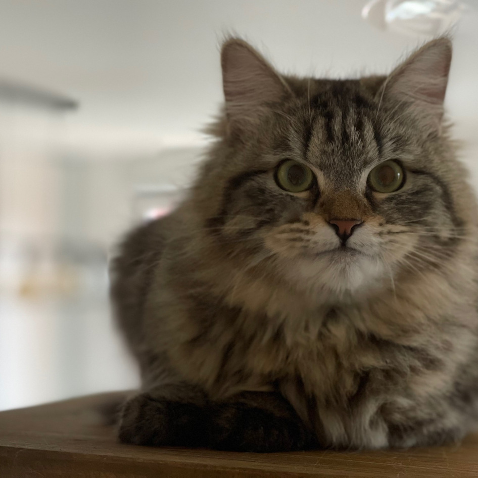 Rebelle chat sibérien