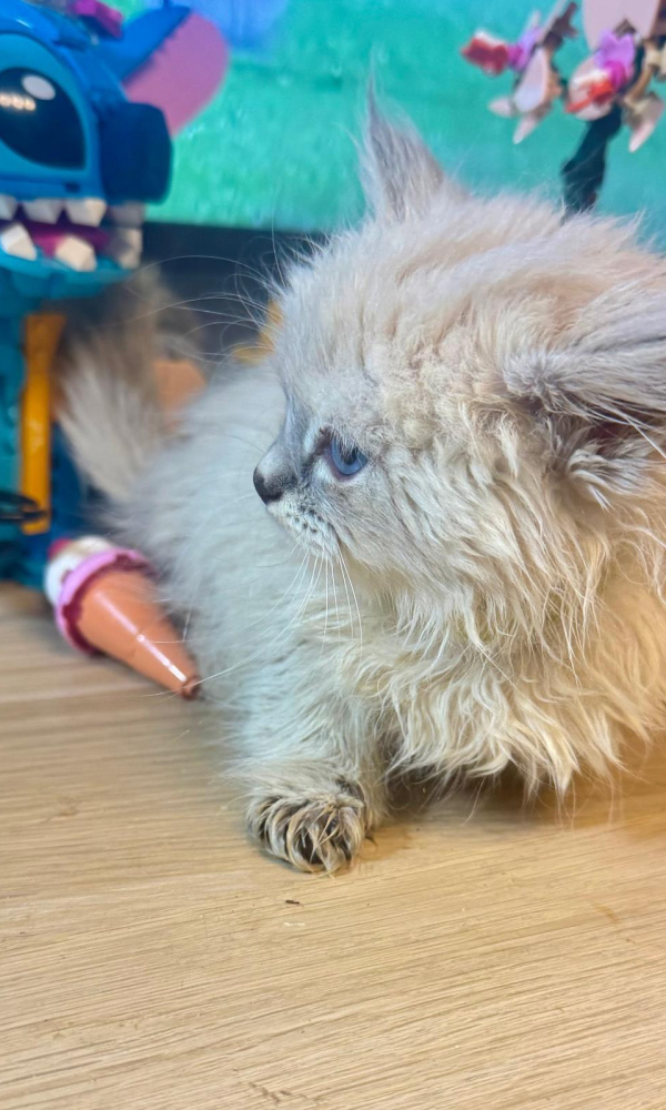 ABY, Chatonne Sibérienne femelle