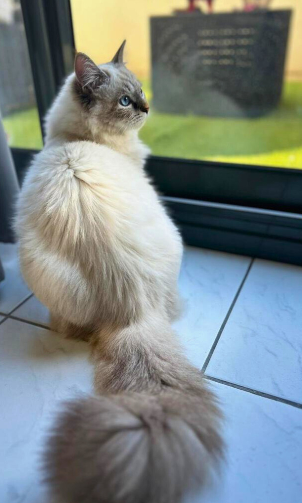 YOSHI, chatte sibérienne 