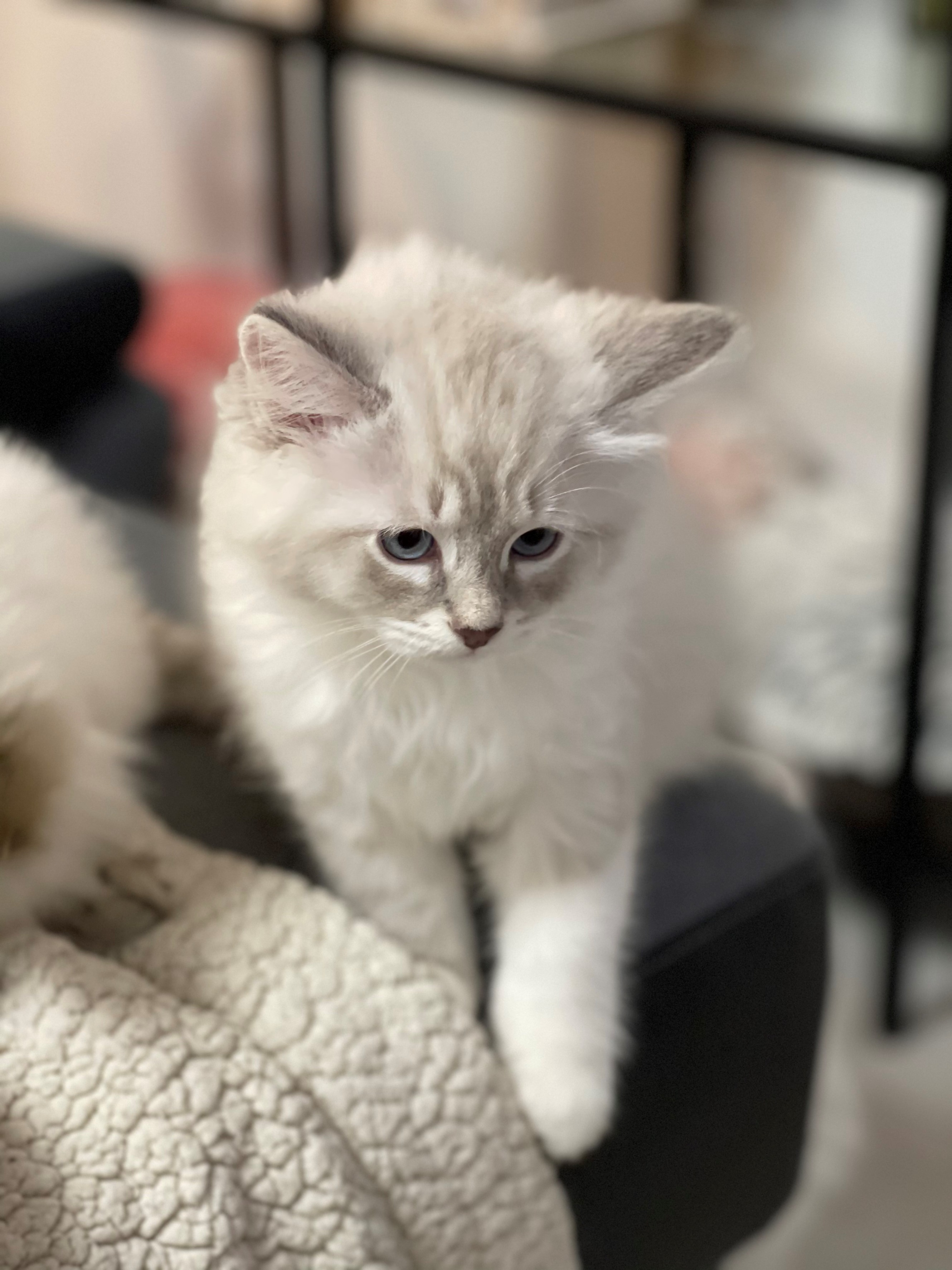 Chat sibérien hypoallergénique de l'élevage Ô Cœur Sibérien à Toulouse