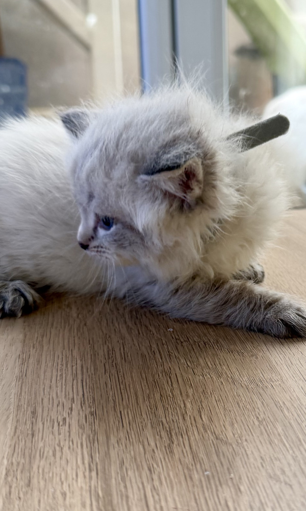 BEL EREN, chaton sibérien  mâle  (DRA)