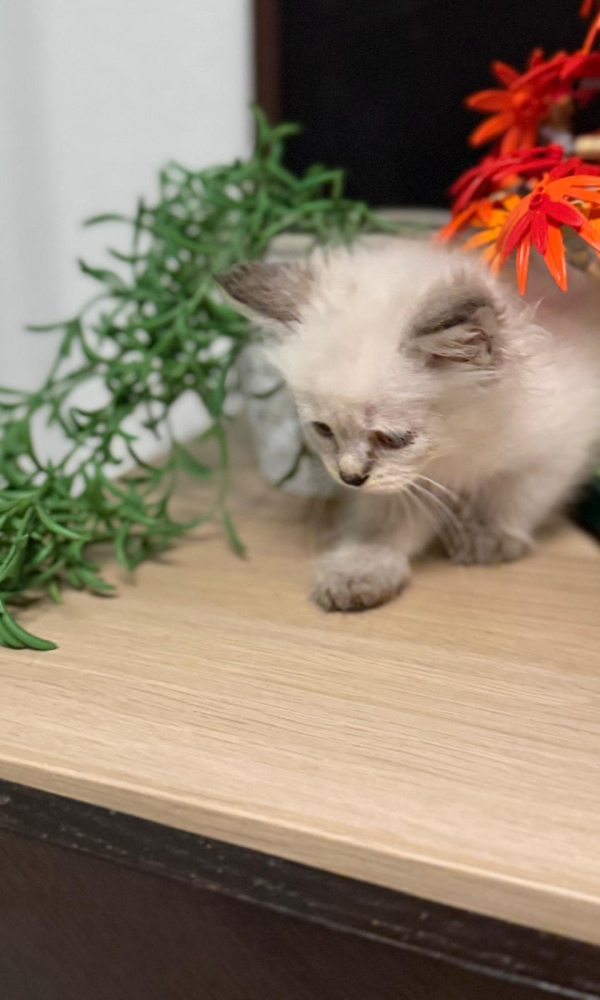 CHACHA ORANGE, chaton sibérien,