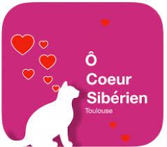 Chaton sibérien dans les bras d'un adoptant, élevage Ô Cœur Sibérien Toulouse