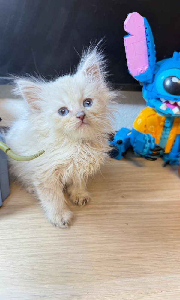 GATSBY, chaton sibérien mâle (GAS)