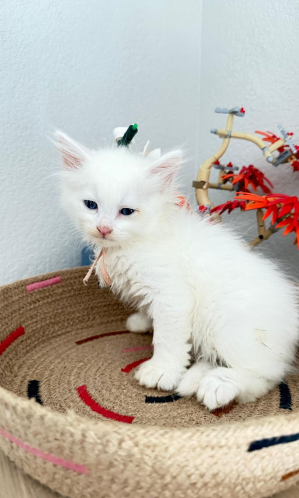 BUDDY, chaton sibérien mâle (SIB)