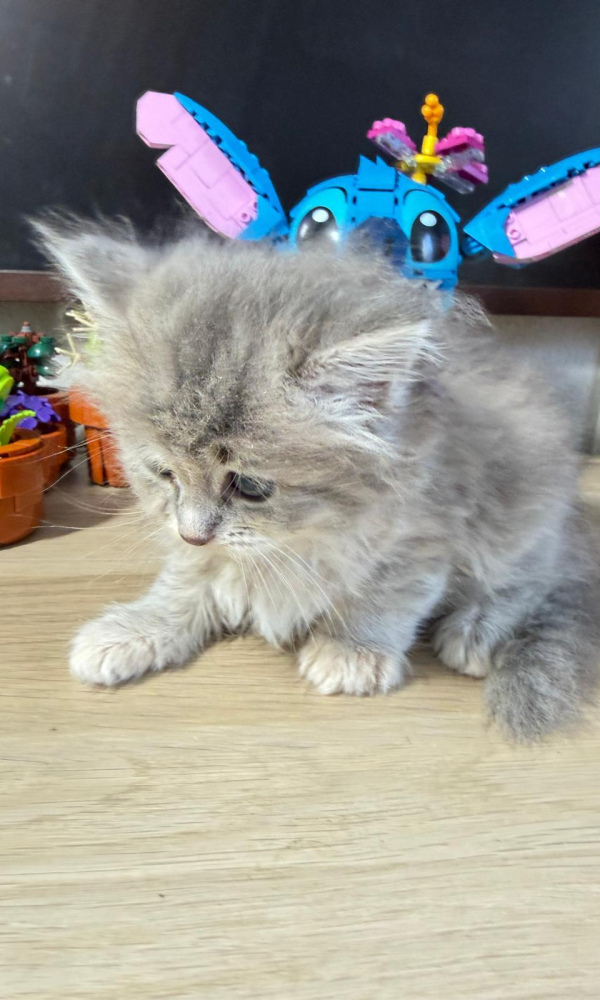 Boris, Chaton Sibérien mâle