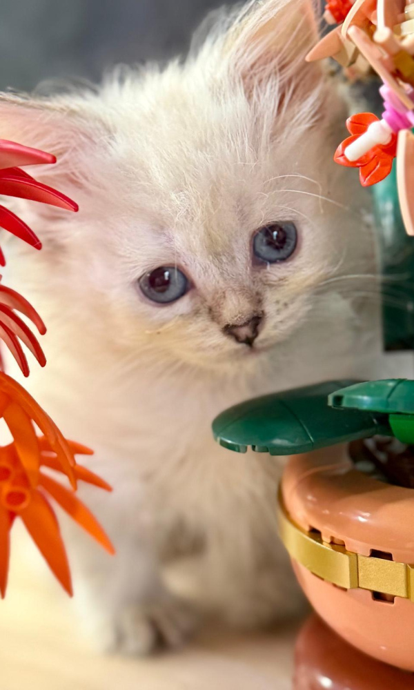  AZURA chaton sibérien (8)