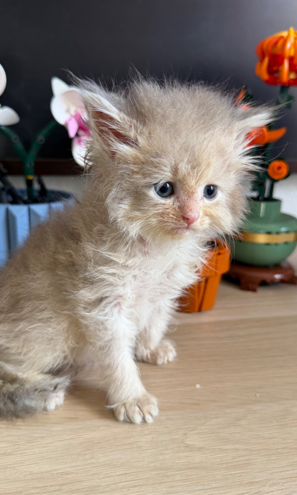 BAHIA chaton sibérien femelle ( VEN)