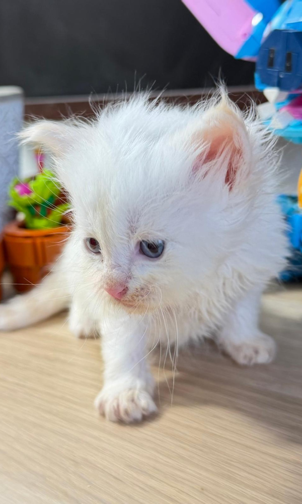 BIANCA, Chatonne Sibérienne femelle