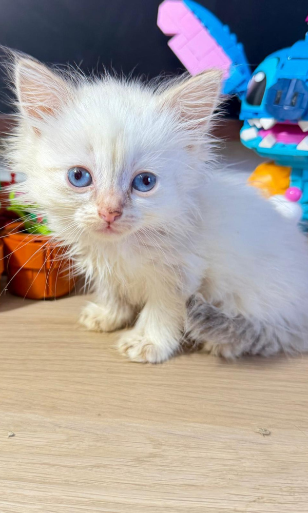 BYNO, Chaton Sibérien mâle blue (TRI)